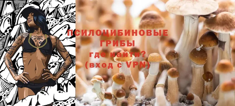 где можно купить наркотик  Кизляр  Галлюциногенные грибы Psilocybe 